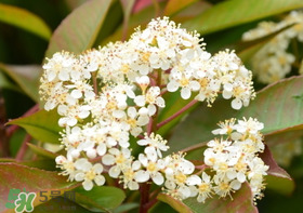 石楠花可以吃嗎？石楠花花語
