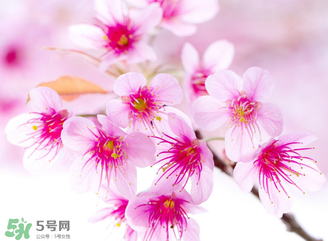 五月份還有櫻花嗎？日本5月份還有櫻花嗎？