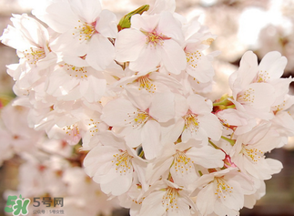 五月份還有櫻花嗎？日本5月份還有櫻花嗎？