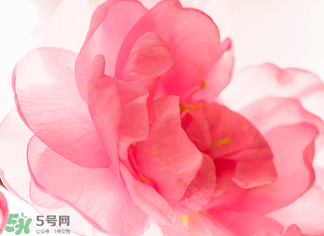 五月份還有櫻花嗎？日本5月份還有櫻花嗎？