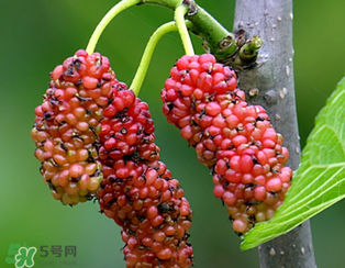 桑葚什么時候結果？桑葚幾年結果？