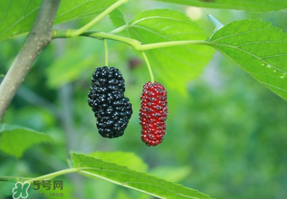 桑葚什么時候結果？桑葚幾年結果？