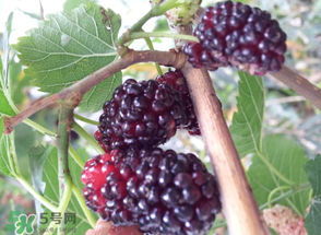桑葚發(fā)霉了還能吃嗎？桑葚發(fā)霉了還能泡酒嗎？