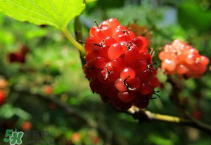 桑葚變紅了可以吃嗎？桑葚發紅可以吃嗎？