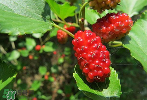 桑葚變紅了可以吃嗎？桑葚發紅可以吃嗎？