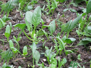 4月份可以種菠菜嗎？菠菜幾月份種？