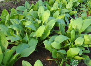 4月份可以種菠菜嗎？菠菜幾月份種？