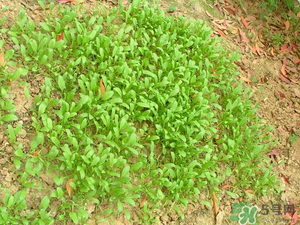 4月份可以種菠菜嗎？菠菜幾月份種？