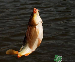 四月份可以釣鯉魚嗎？四月份怎么釣鯉魚？