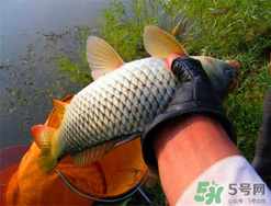 四月份可以釣鯉魚嗎？四月份怎么釣鯉魚？
