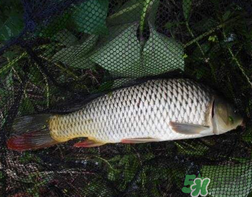 四月份可以釣鯉魚嗎？四月份怎么釣鯉魚？