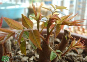 香椿什么時候發芽？香椿什么時候采摘？
