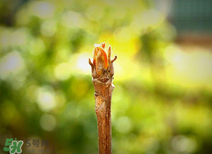 香椿什么時候發芽？香椿什么時候采摘？