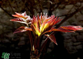 香椿能放冰箱嗎？香椿放冰箱能保存多久？