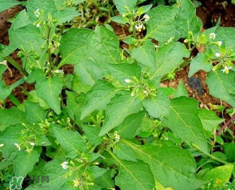 孕婦可以吃龍葵菜嗎？龍葵菜孕婦可以吃嗎？