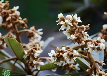 枇杷花孕婦能喝嗎？枇杷花孕婦可以喝嗎？