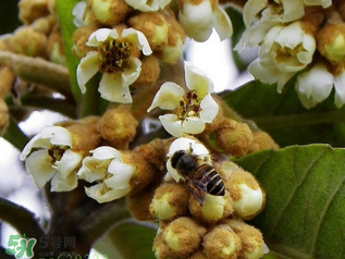 枇杷花孕婦能喝嗎？枇杷花孕婦可以喝嗎？