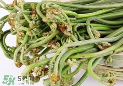 拳頭菜的營養價值_拳頭菜的功效與作用及食用方法
