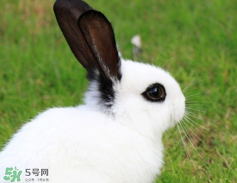 孕婦能吃兔子肉嗎？孕婦可以吃兔子肉嗎？