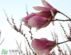 谷雨是什么季節(jié)？谷雨是春天還是夏天？