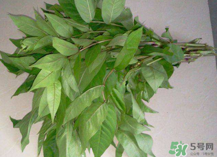 白花菜有什么功效？白花菜的功效是什么？