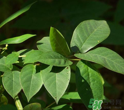 白花菜有什么功效？白花菜的功效是什么？