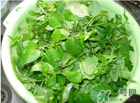白花菜有什么功效？白花菜的功效是什么？