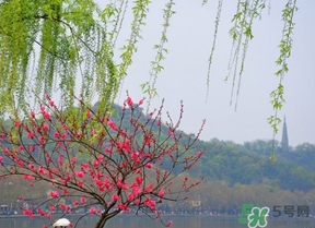 四月份去哪里旅游比較好？四月份最適合旅游的地方