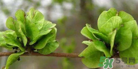 榆錢(qián)是榆樹(shù)的什么？榆錢(qián)是花還是果實(shí)