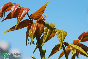 香椿可以助孕嗎？香椿有助孕的功效嗎？