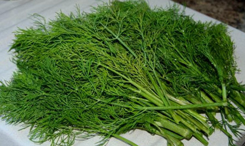 茴香苗怎么吃？茴香苗的吃法