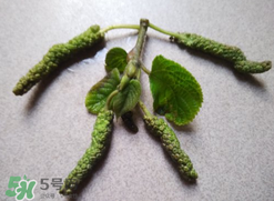 蒸構樹花兒孕婦可以吃嗎？孕婦可以吃蒸構樹花兒嗎？