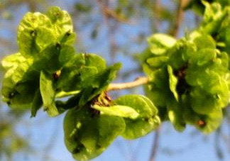 榆錢是榆樹(shù)的什么？榆錢是花還是果實(shí)
