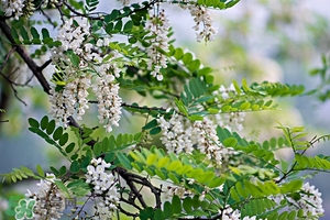 刺槐花幾月開？刺槐花什么時候開