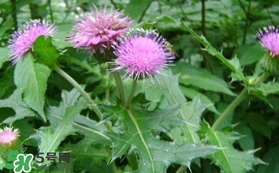 刺兒菜吃了有什么用？刺兒菜有什么功效