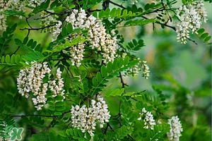 刺槐花幾月開？刺槐花什么時候開