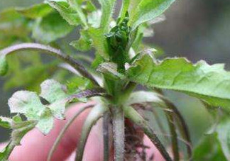 高血壓能吃刺兒菜嗎？刺兒菜能降血壓嗎