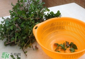 吃枸杞葉會過敏嗎？吃枸杞葉會不會過敏