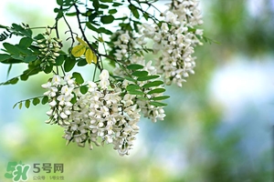 刺槐花幾月開？刺槐花什么時候開