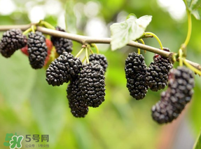 桑葚和菠蘿能一起吃嗎？桑葚可以和菠蘿一起吃嗎？