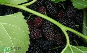 桑葚和菠蘿能一起吃嗎？桑葚可以和菠蘿一起吃嗎？