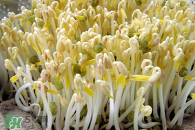 香椿和豆芽能一起吃嗎？香椿豆芽的做法大全