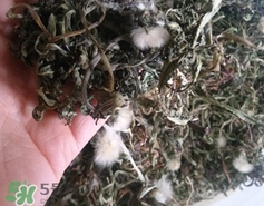 蒲公英和婆婆丁的區別_婆婆丁和蒲公英的區別