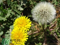 婆婆丁花能吃嗎？婆婆丁花可以吃嗎？