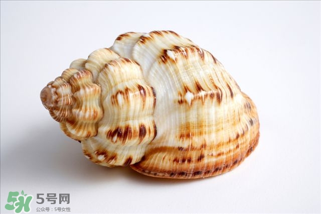 海螺的尾部能吃嗎？海螺的尾巴可以吃嗎