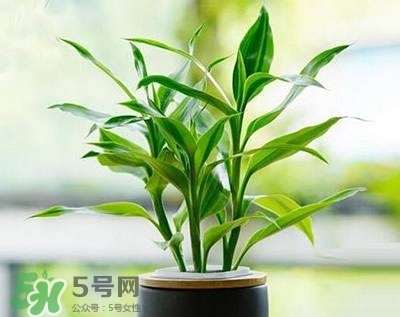 富貴竹可以和百合一起養嗎？富貴竹可以和什么花養？