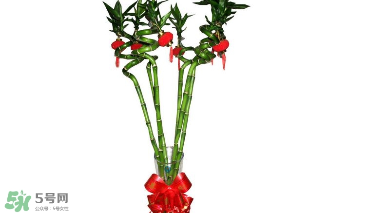 富貴竹可以和百合一起養嗎？富貴竹可以和什么花養？
