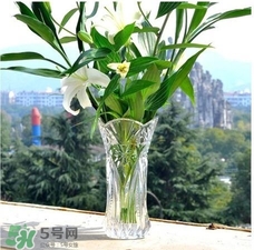 富貴竹有幾個品種？富貴竹有種子嗎？