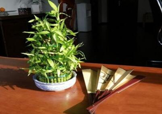 富貴竹葉子發(fā)黃怎么辦？富貴竹怎么養(yǎng)才能更旺盛？