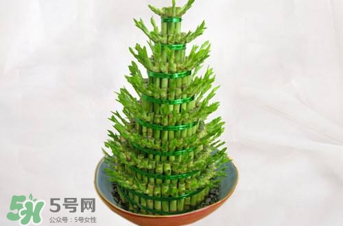 富貴竹可以和百合一起養嗎？富貴竹可以和什么花養？